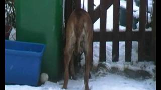 Neapolitan Mastiff - Mia 03