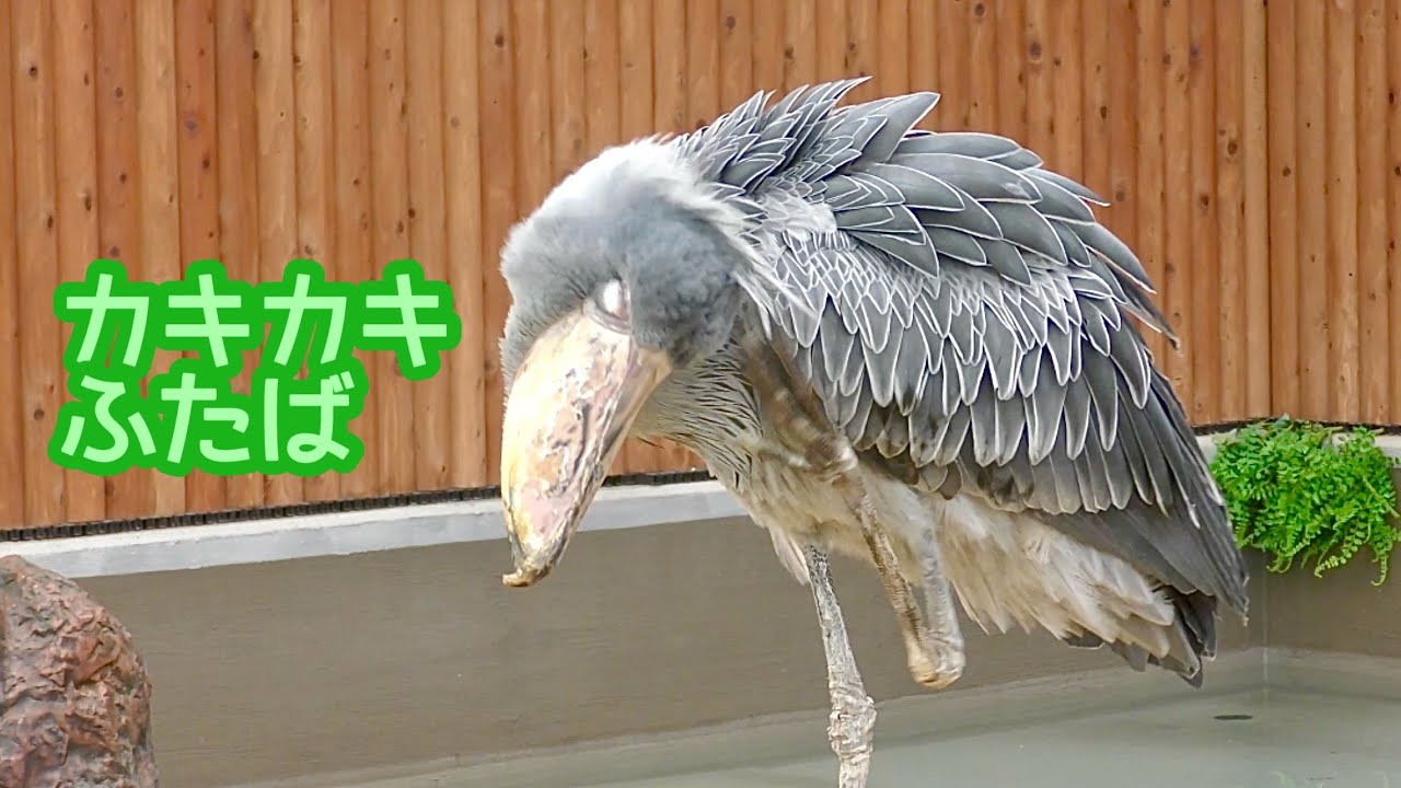 ハシビロコウ ふたばちゃん カキカキ掻いています【掛川花鳥園