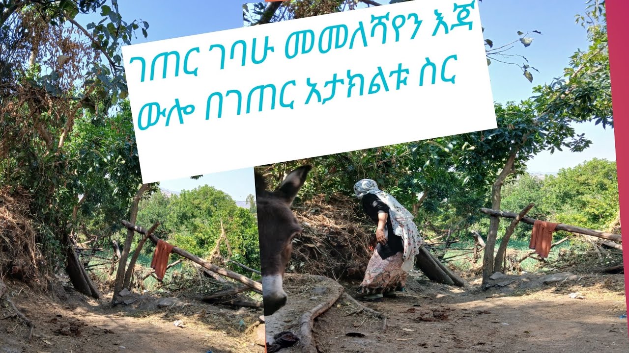 የገጠር ውበት የናፈቀው