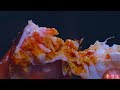 Exquisite drunken crabs freshness known only when drunkliziqi channel