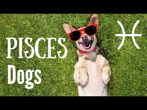 Βίντεο: Συνδυασμός ωροσκοπίων: Dog-Pisces