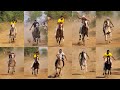  live horse race jodhan  ludhiana horseracing marwarihorselover