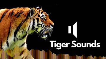 Tiger Sound Effects (Roar) | No Copyright