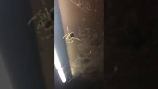 Araneus gemmoides (cat-faced spider) Male Cat Faced Spider