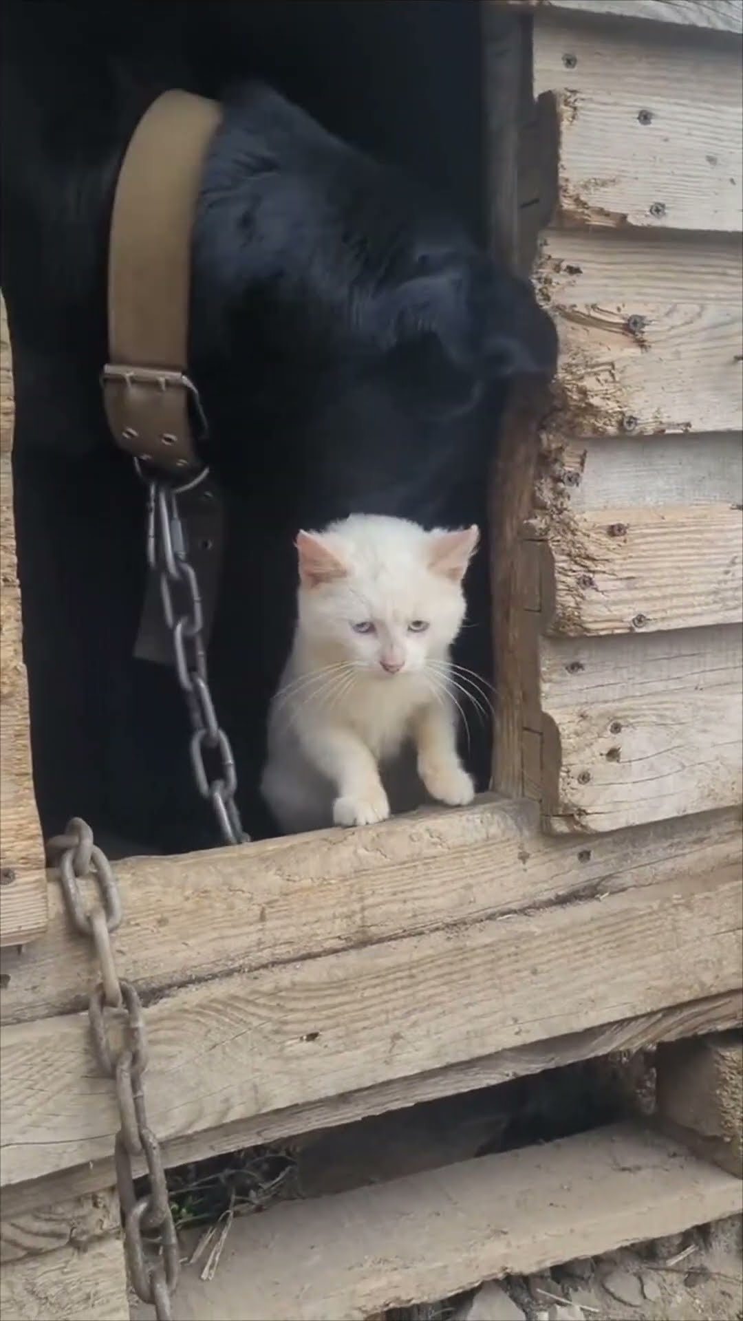 Dog and Kitten Shelter Together in Wooden Doghouse During Rain