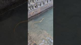 Ganga Snake #Ganga #Haridwar #kheti #kisan #saanp #naag #naagin #snake #Cobra #river #snake #kisan