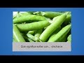 Qué significa soñar con… chicharos - YouTube