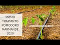 Primo Trapianto Pomodoro Marmande