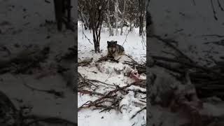 Огромный якутский волк🐺 весом 120 кг завалил  лошадь 🐴в одиночку, этого волка🐺 поймали на капкан.