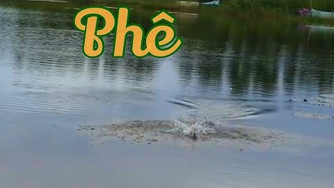 Câu cá lóc ở vuông tôm câu cá lóc miền Tây - Quê tôi miền Tây vlogs