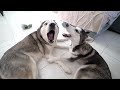 This Is How Dad Husky Plays With His Son!