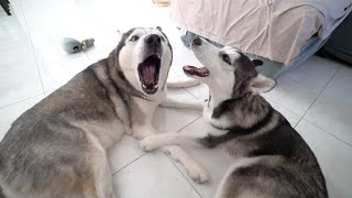 This Is How Dad Husky Plays With His Son!