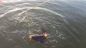 giăng câu cá ngát miền tây