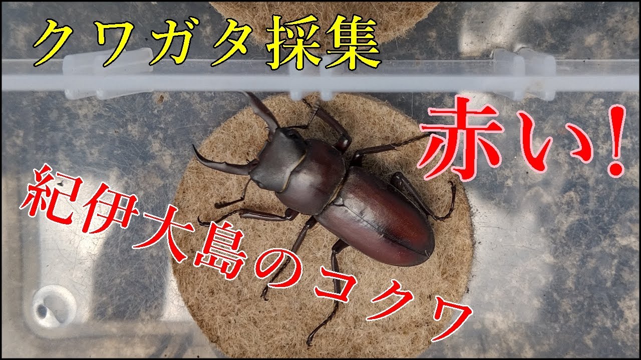 紀伊大島の赤コクワ｜クワガタ採集 - YouTube