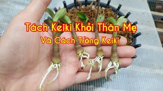 Tách Keiki khỏi Thân Mẹ Và Cách Trồng