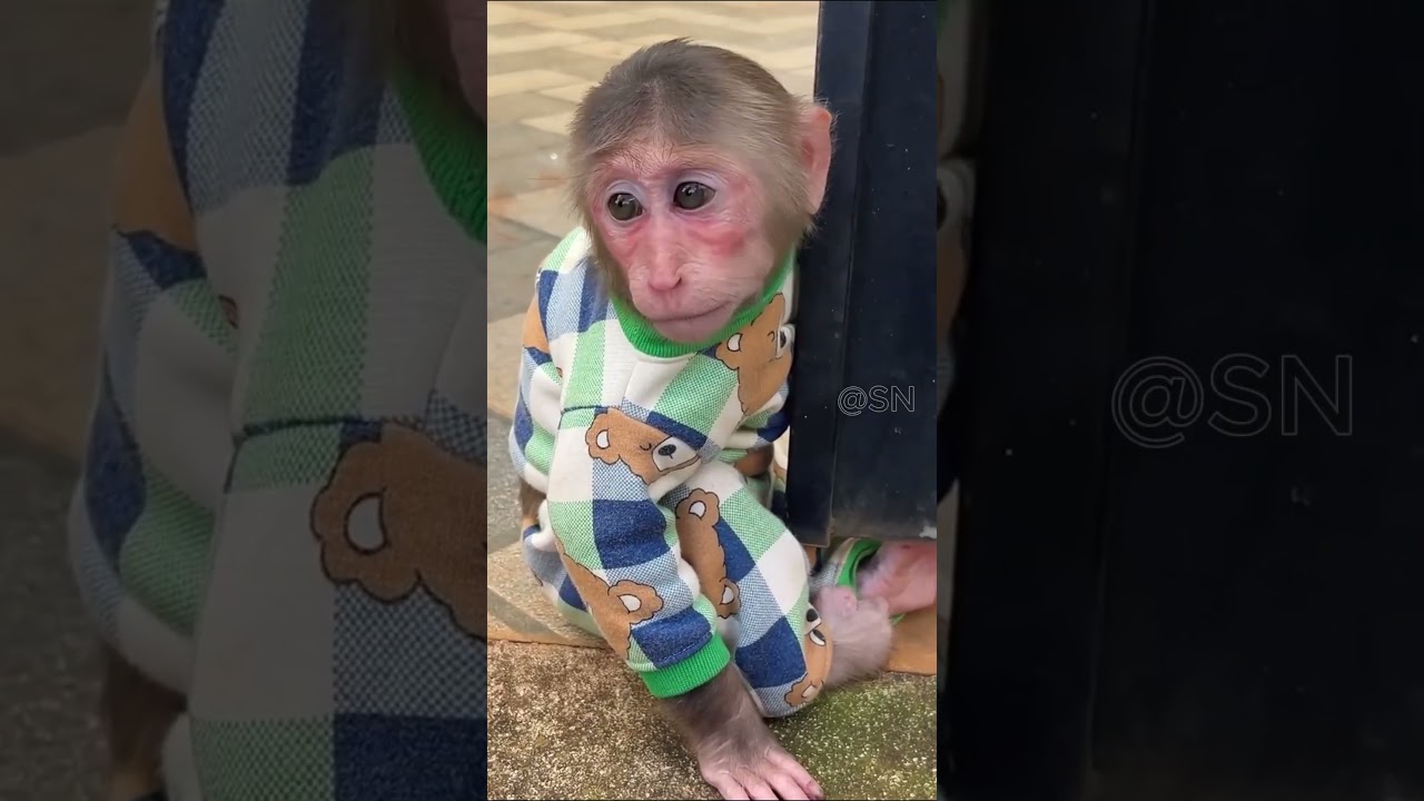 So touching! Cubis Monkey Crying, Not Wanting to Leave Dad 