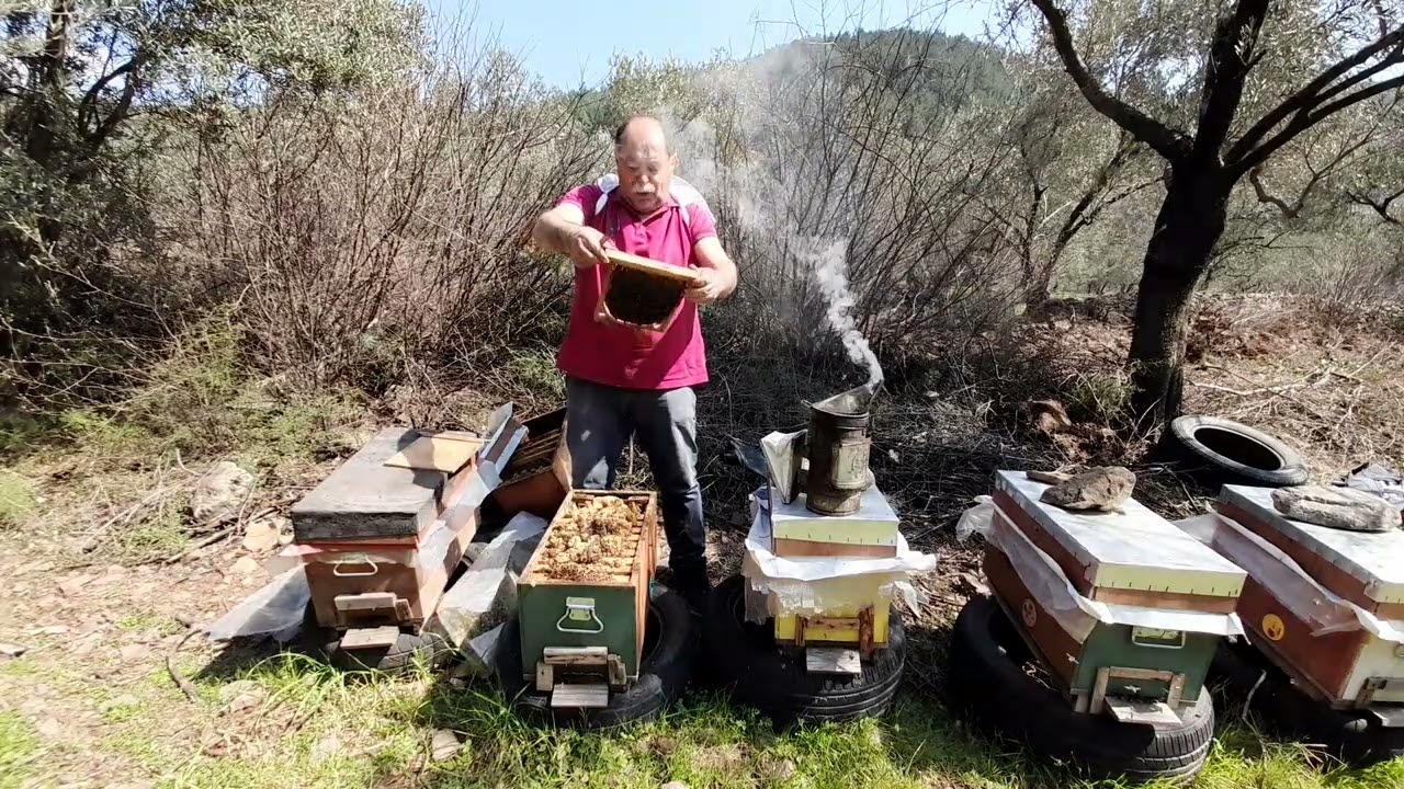 İlk kovan bakımında nelere dikkat edilmeli