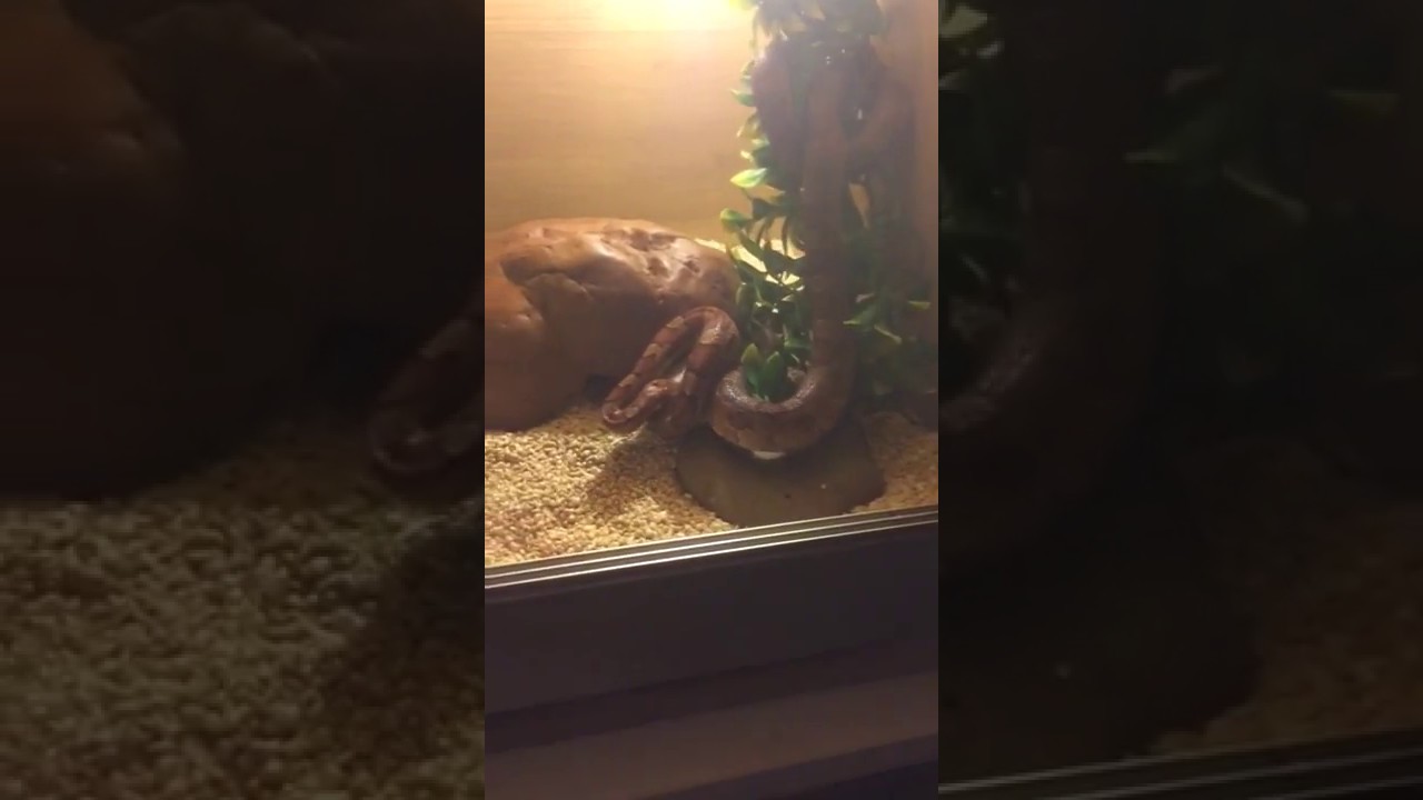 camera iphone 8 plus apk cornsnake eating a mouse