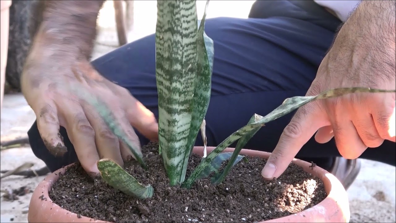 Bahçede Kılıç Çiçeği Yetişir mi?