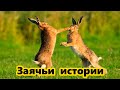 Рассказ о зайцах. Автор: Сергей Кучеренко