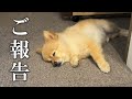 【ご報告】ポメくんのことで残念なお話があります…