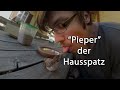 🐦 Hausspatz Baby gefunden und selbst aufgezogen | Haussperling Aufzucht