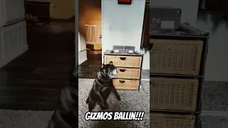 Gizmos Ballin Out!