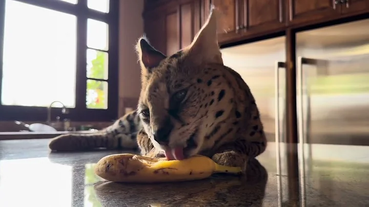 Video 11741751: servalcat cat, serval cat loving, cat gato