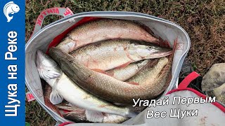 Щука на реке