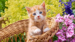 NEW, IMPROVED Relaxing Music for Cats  Relax My Cat Music, Deep Sleep Anxiety Therapy