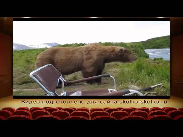 Сколько весит медведь