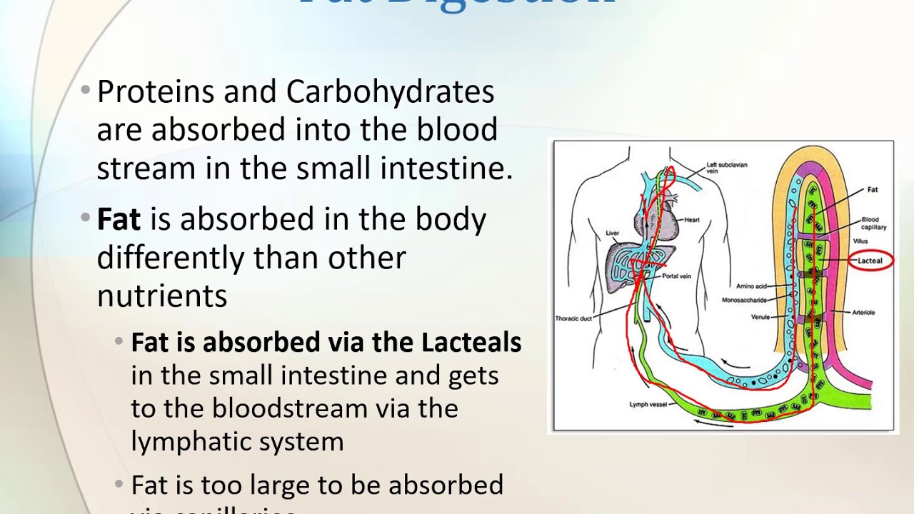 Lymphatic and Immune Systems Lecture Video - YouTube