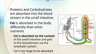 Lymphatic and Immune Systems Lecture Video