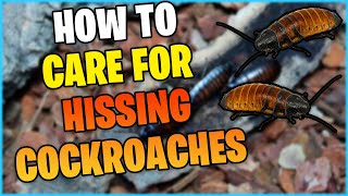 Madagascar Hissing Roach Care Guide