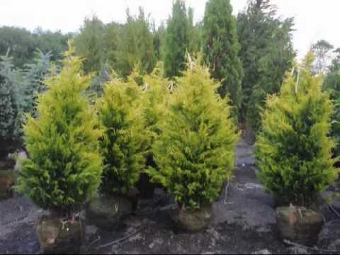 Leylandii Leylandii