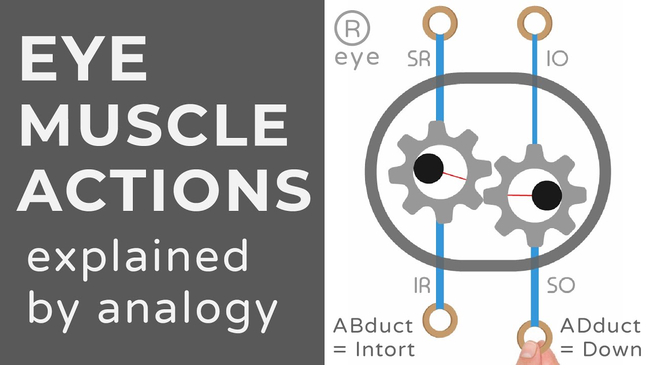 Eye Anatomy  ditki medical and biological sciences