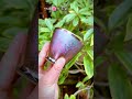 中國瓷器建盞茶器#teacup #tea #建盞#茶器#陶瓷藝術 #翡翠 #love #茶トラ