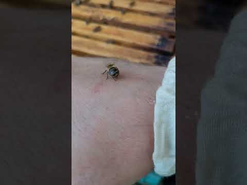 Почему пчела погибает после ужаливания человека???