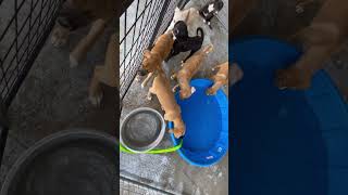 BCSO: Bondable Pup Puppies