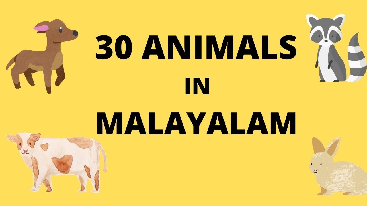 ANIMALS IN MALAYALAM LANGUAGE||FLUENT IN MALAYALAM||LEARN MALAYALAM -  YouTube