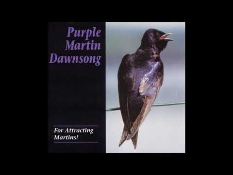 Dawn Song CD   Purple Martins