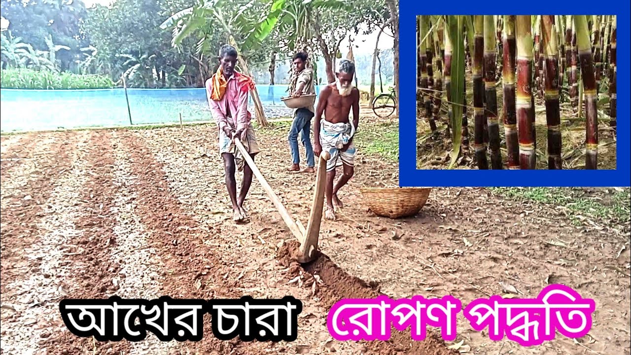 আখের চারা লাগানোর পদ্ধতি | How to plant sugarcane seedlings | 