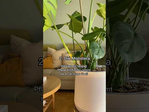 Video: Zimmerpflanzen für künstliches Licht - Was sind die besten Pflanzen für fensterlose Räume?