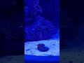 Dosing my Zoanthid corals! #saltwaterfix  #reeflife #aquariumlife  #fishtank