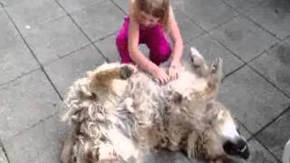 Girl tickles a dog