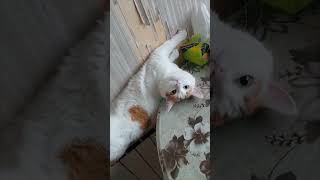 Cat Lounges on the Radiator in a Funny Position