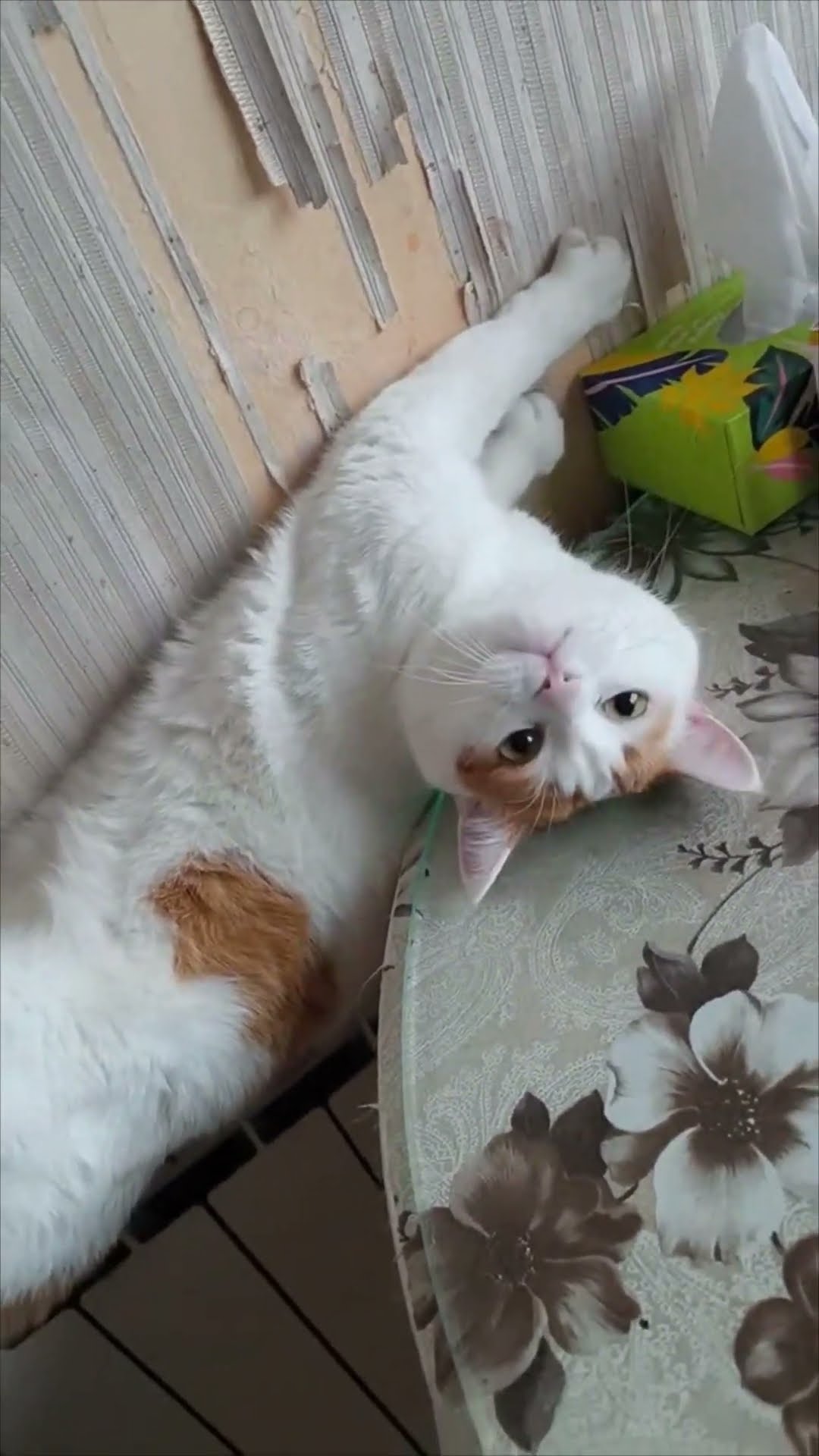Cat Lounges on the Radiator in a Funny Position