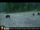 Lone Wolf vs Sow Grizzly with cubs for Elk Carcass