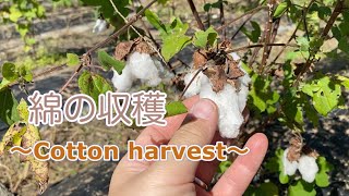 綿栽培 綿の収穫と畑の草刈り 家庭菜園 綿栽培 和綿 茶綿 Cotton Harvest Youtube