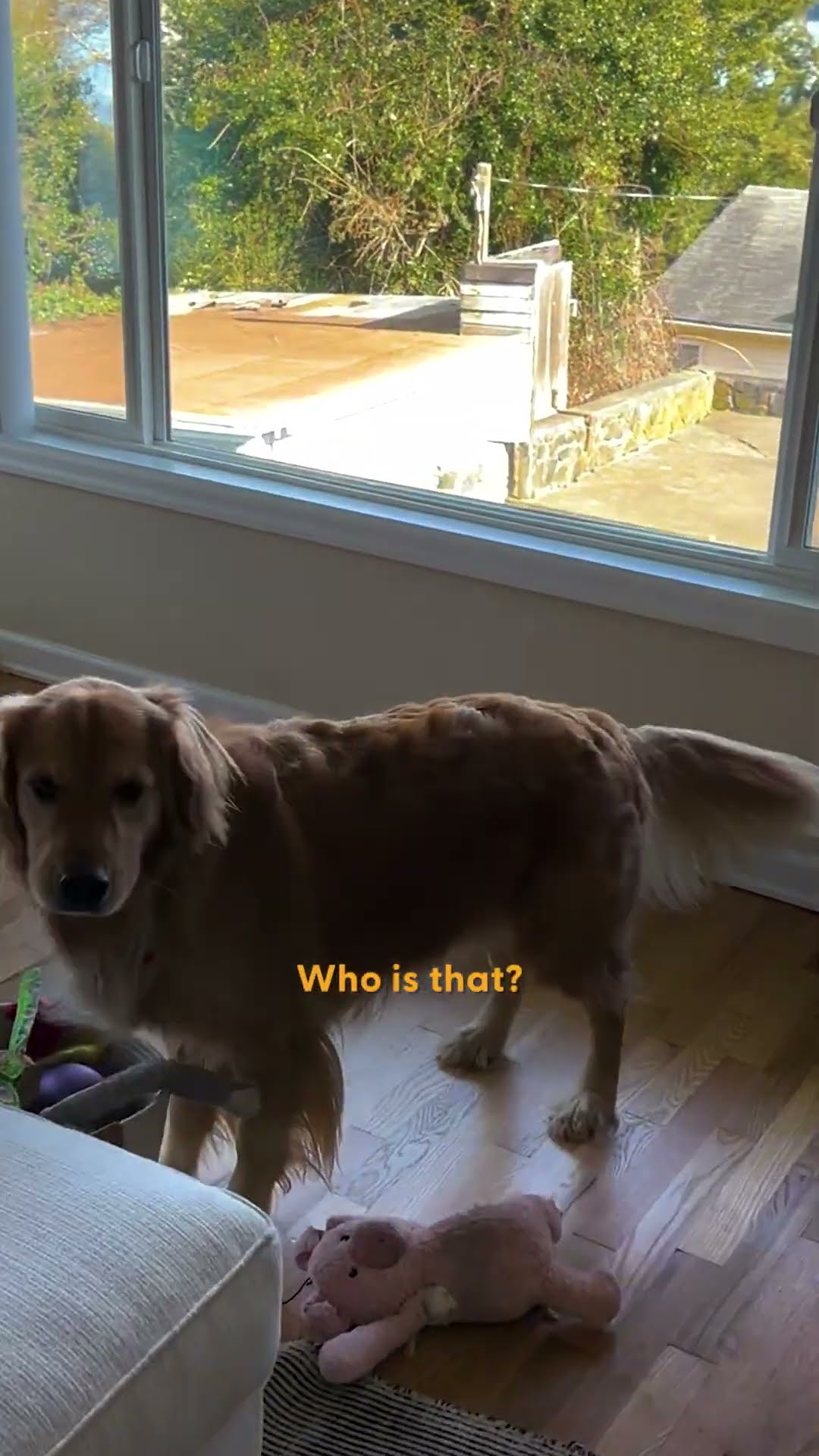 Dog Interrupts Window Cleaner's Shift To Show Him His Favorite Toy | The Dodo